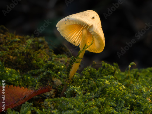 Angel's Bonnet - Mycena arcangeliana