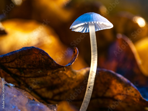 Frosty Bonnet - Mycena tenerrima