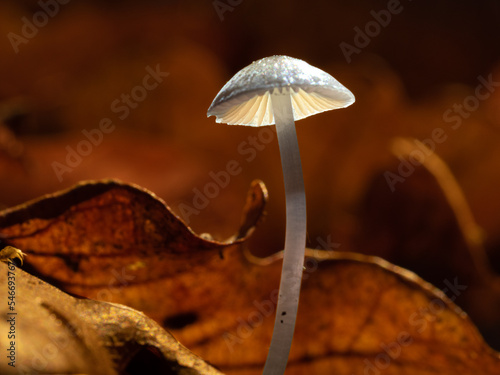 Frosty Bonnet - Mycena tenerrima
