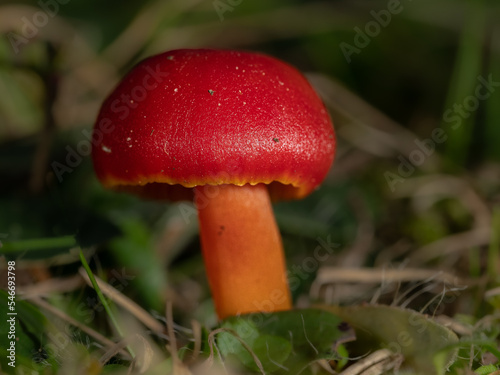 Scarlet Waxcap - Hygrocybe coccinea
