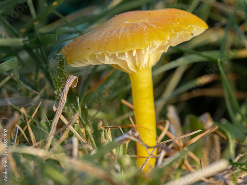 Golden Waxcap - Hygrocybe chlorophana