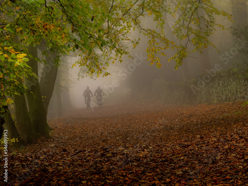 Misty Autumn