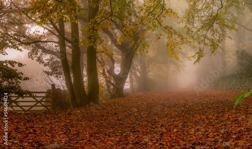 Misty Autumn