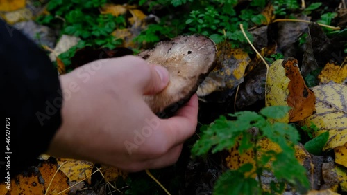 Hand picking up mushroom Agaricus under foliage  photo