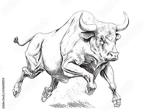 Angry bull running rodeo sketch hand drawn engraving style Vector illustration.