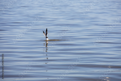 Coastal Marsh Birds Flying in Louisiana 