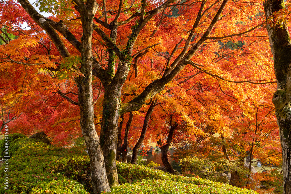 autumn in the park