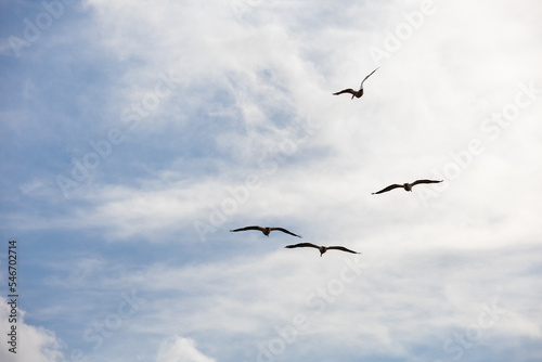 Coastal Marsh Birds Flying in Louisiana 