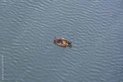 Um pato a nadar calmamente no lago principal de Tomar photo