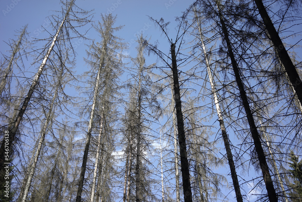 Sick forest Sick forest