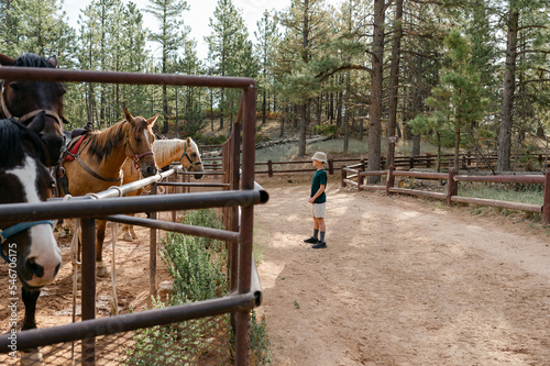 Boy admires at horses in corral photo