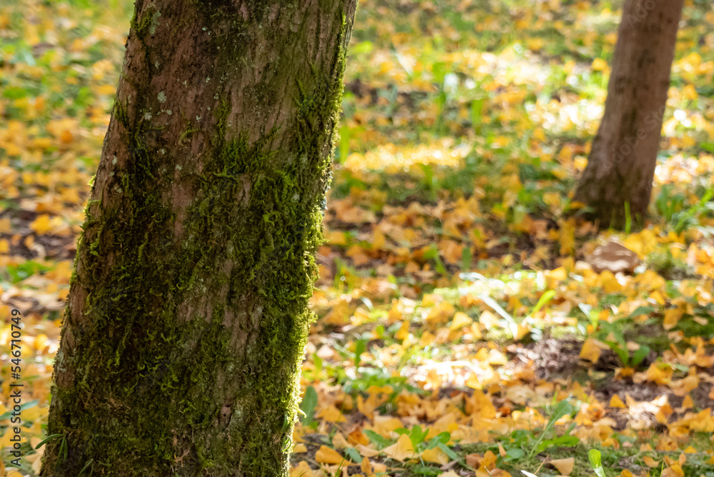 Fototapeta premium 秋の公園を散歩 イチョウの落ち葉