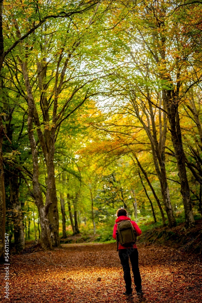 Young woman enjoying the fall colors among beech trees in October.