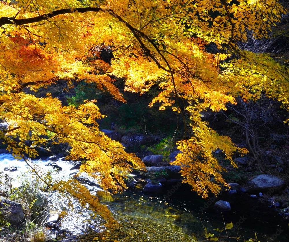美しい秋紅葉景色　山梨県昇仙峡エリア