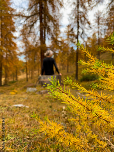 autumn in the forest