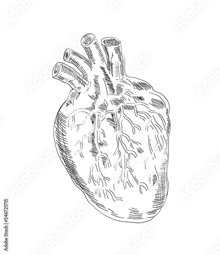 Drawing sketch style illustration of the heart anatomy on isolated background in black and white.