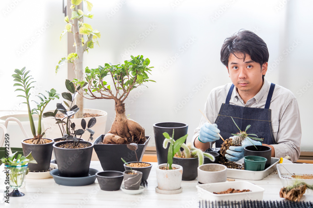 シダ植物、多肉植物の植え替え、趣味の栽培を楽しむ日本人男性 シダ植物、多肉植物の植え替え、趣味の栽培を楽しむ日本人男性