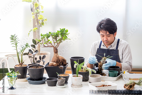シダ植物、多肉植物の植え替え、趣味の栽培を楽しむ日本人男性
