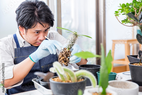 シダ植物、多肉植物の植え替え、趣味の栽培を楽しむ日本人男性