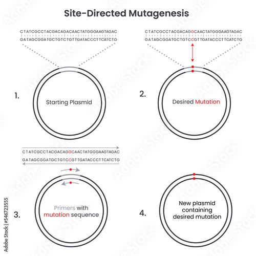 Site-directed mutagenesis vector illustration infographic