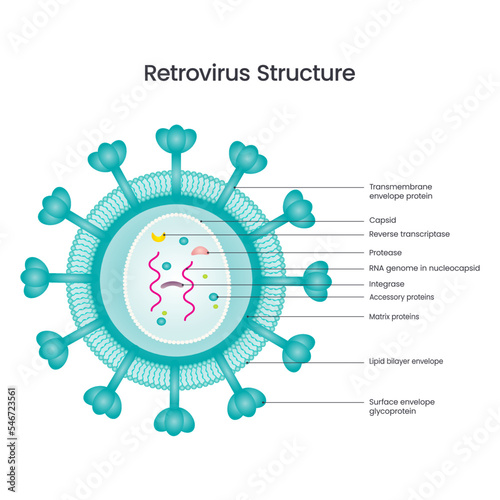Retrovirus Structure vector illustration diagram photo
