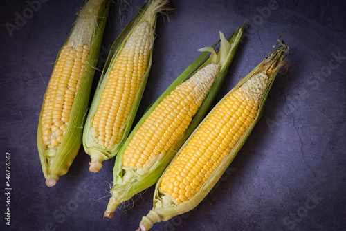 Corn on the cob, sweet corn for cooking food, fresh corn on dark background, harvest ripe corn organic - top view