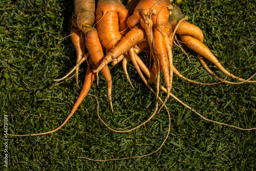 Organic Carrots