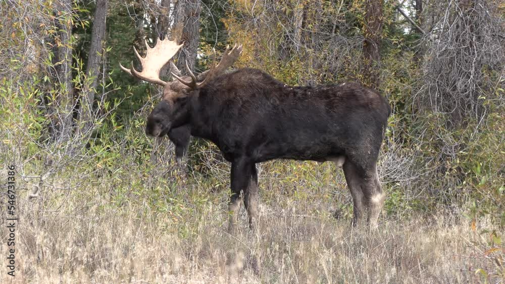 Bull Moose During the Rut in Wyoming in Autumn Bull Moose During the Rut in Wyoming in Autumn