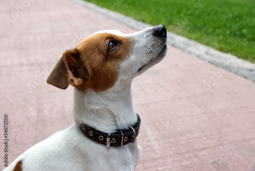 Beautiful Jack Russell Terrier in black leather dog collar outdoors. Space for text