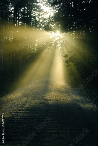 dusty forest road