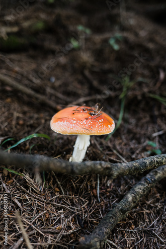 Ovolo Mushroom photo