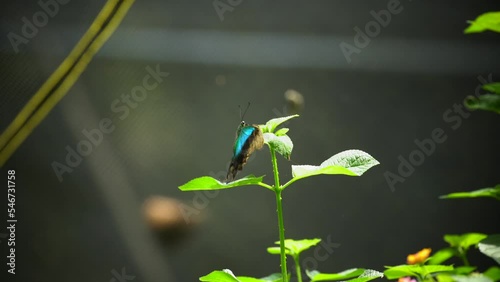 Danaidae. Video of blue butterfly, sucking flower juice. photo