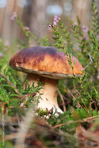 Beautiful porcini mushroom growing near plants outdoors, closeup