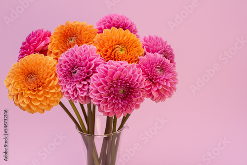 Orange and lilac dahlias flower on lilac background