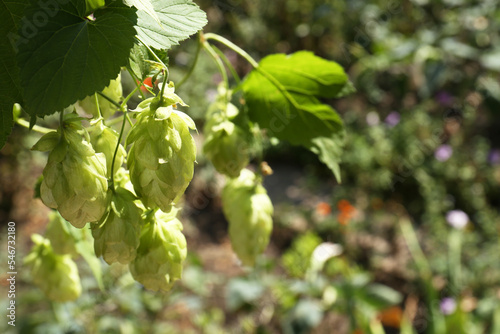 Fresh green hops growing on branch outdoors, closeup