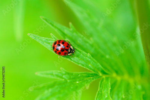 Ladybug on a green leaf.plant growing and farming . Insects and plants