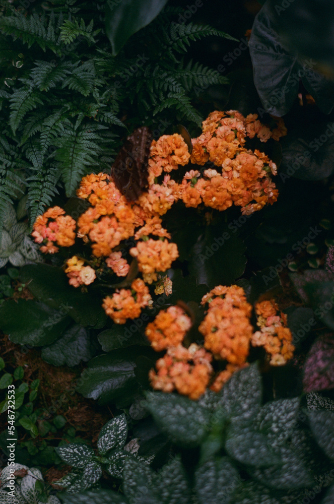 Orange flowers in biodiverse environment Orange flowers in biodiverse environment