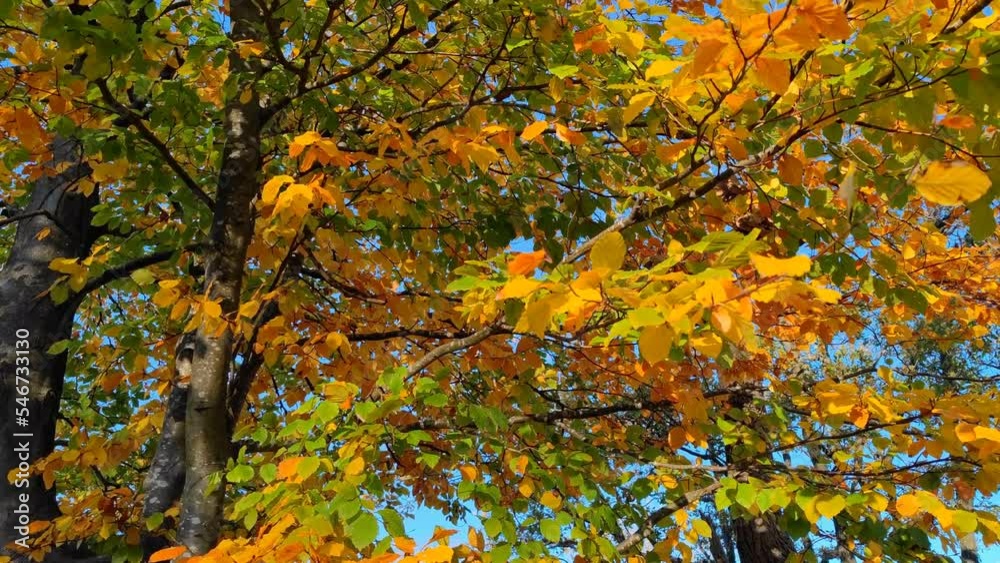 Tree with yellow and green autumn leaves in a forest during fall season. There are no people or trademarks in the shot.