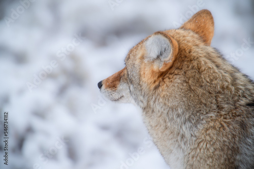 Coyote