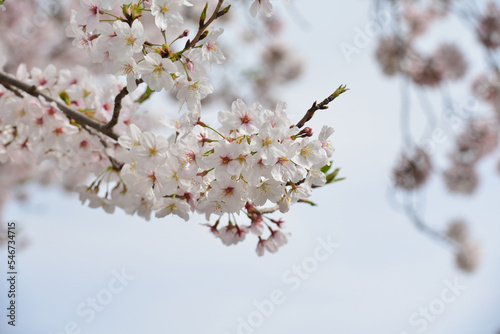 桜　ソメイヨシノ