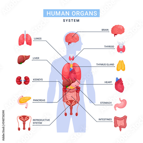 Human organs anatomy system illustration