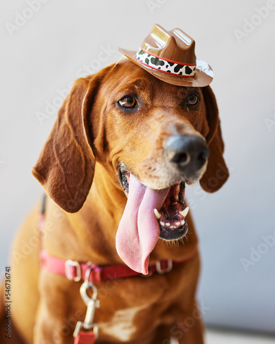 A brown dog in a tiny cowboy hat photo