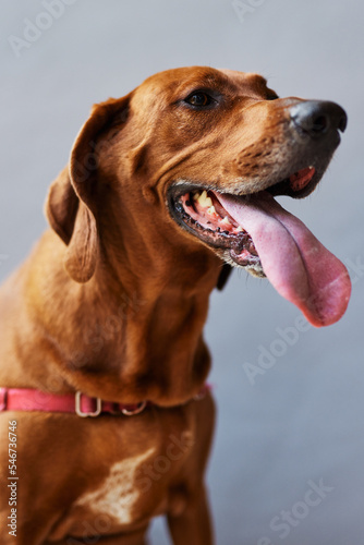 Brown dog panting 