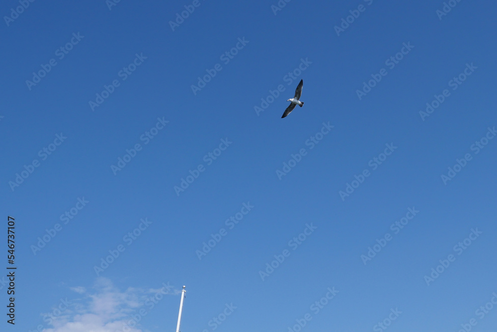 Seagull flying in a clear blue sky