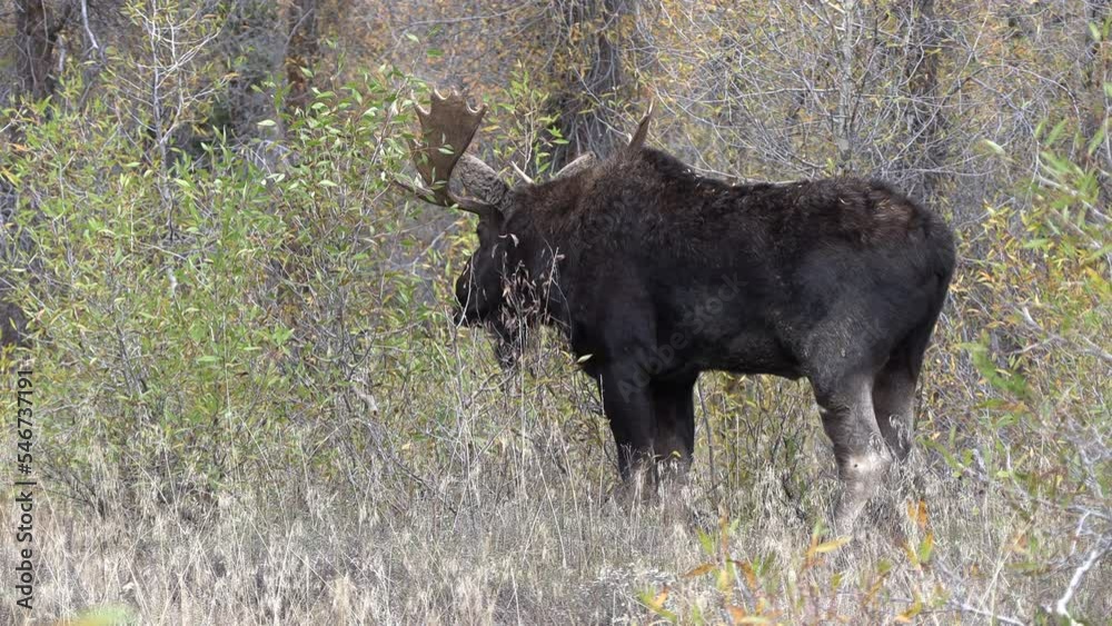 Bull Moose During the Rut in Wyoming in Autumn Bull Moose During the Rut in Wyoming in Autumn