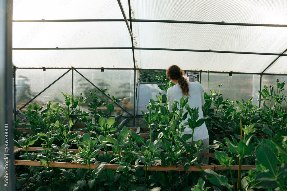 Farmer of flowers in the greenhouse Farmer of flowers in the greenhouse