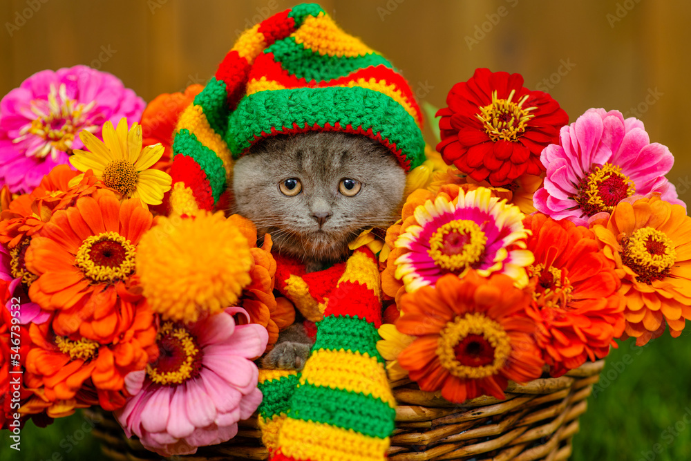 Fototapeta premium A small gray kitten lying in a basket full of multi-colored dahlias standing on the green grass of the lawn with a multi-colored cap on his head and a scarf around his neck. Cozy autumn concept