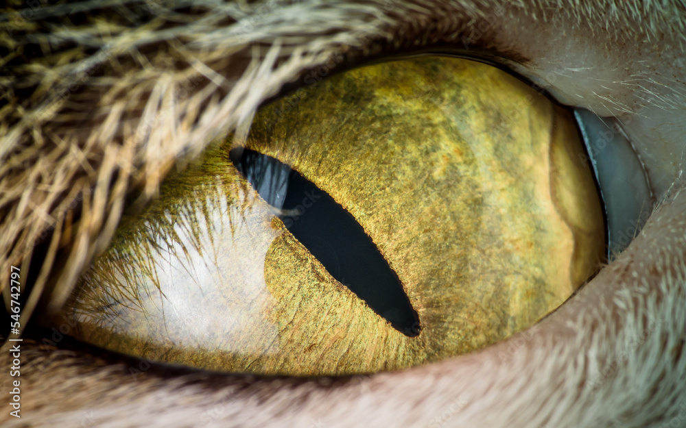 Obraz premium Extreme shot with texture of cat eye, macro and close up photography.