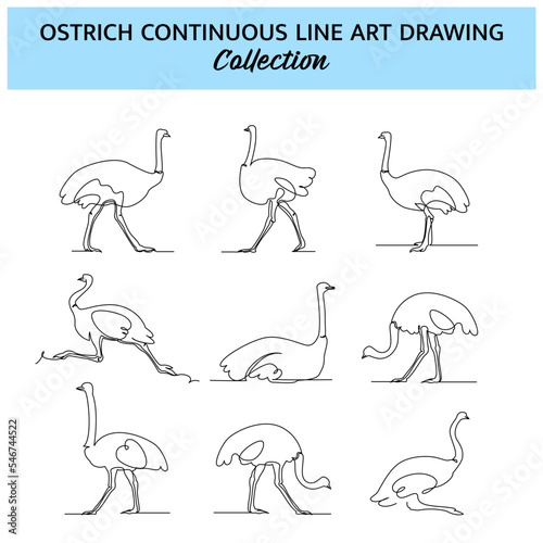 Set of ostrich line design. Simple animal silhouette decorative elements drawn with one continuous line. Vector illustration of minimalist style on white background.