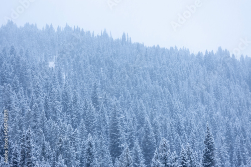 Snowy Mountain Trees